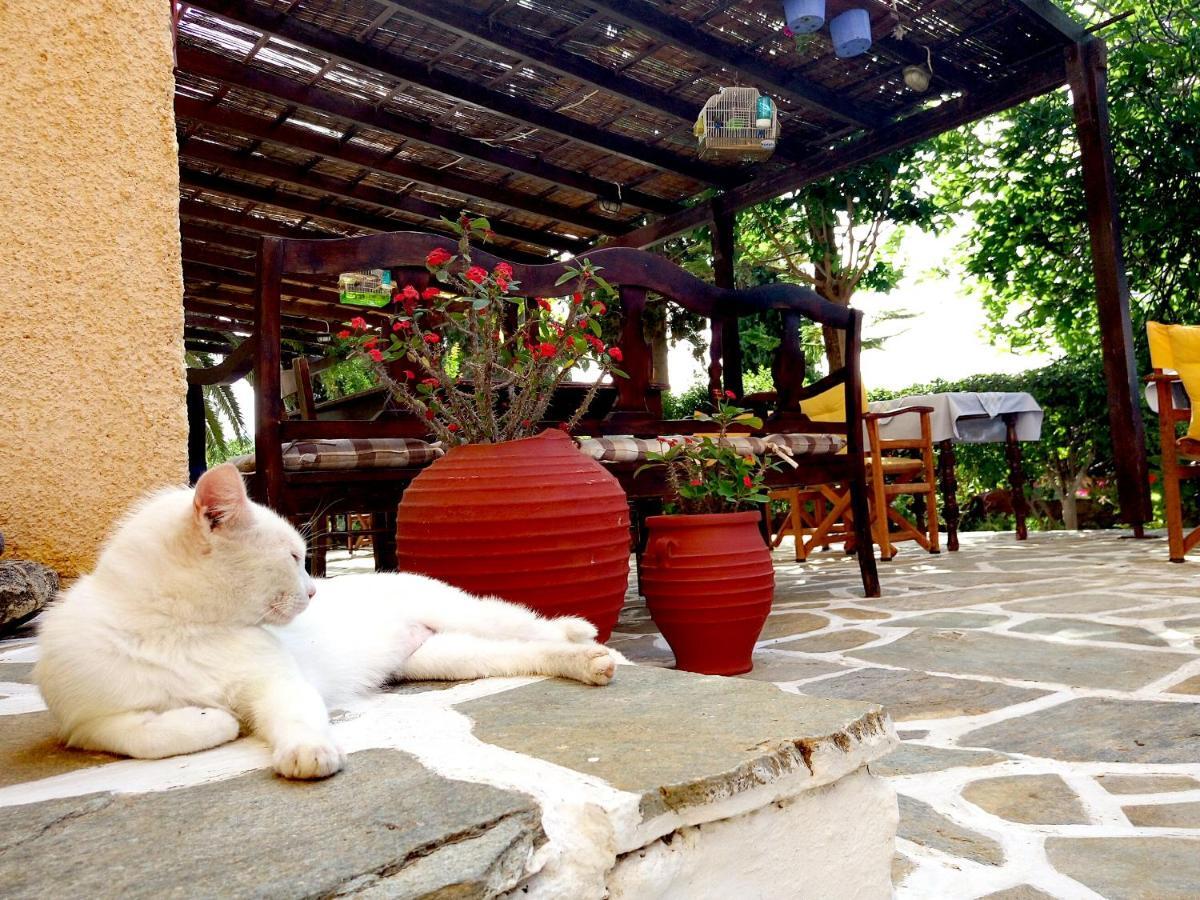 Vagia Beach Apartments, Aegina Island Phòng bức ảnh